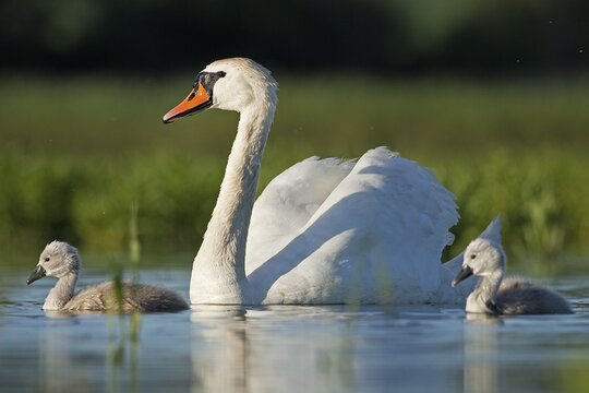 Mute Swan | © prochym - stock.adobe.com