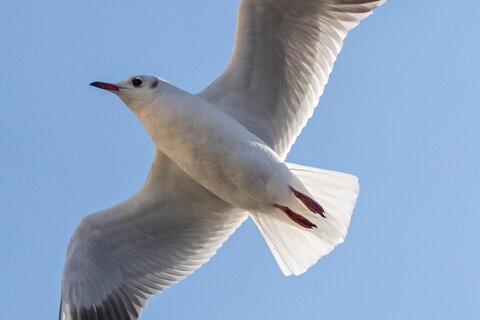 Gull in flight | © Daniel Karmann