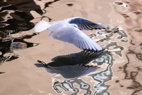 Gull on the water | © Daniel Karmann